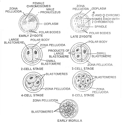 284_human life cycle.png